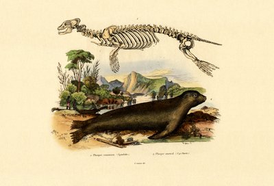 Foca de piel del Cabo, 1833-39 de French School